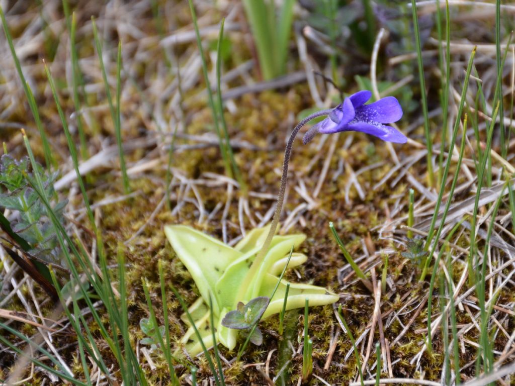 Pinguicula vulgaris / Erba unta comune